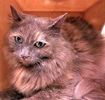 Photo of GOLI