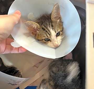 Photo of Baby Face