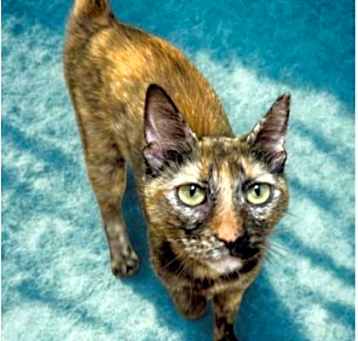 Photo of Cashmere