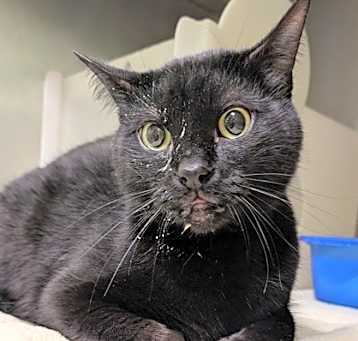Photo of Binx