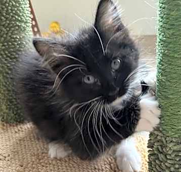 Photo of Kiki
