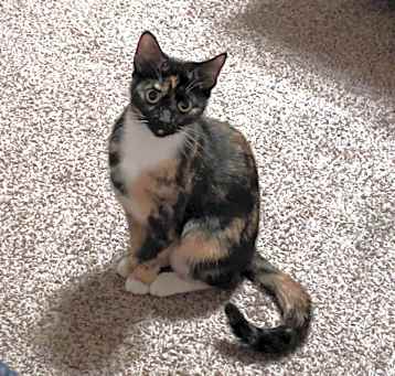 Photo of Nezi