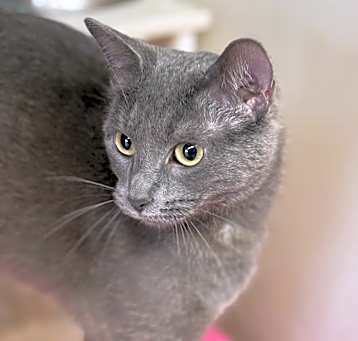 Photo of Luna