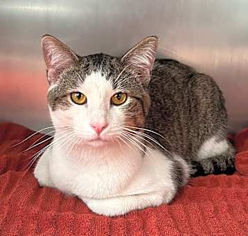 Photo of ShortCake