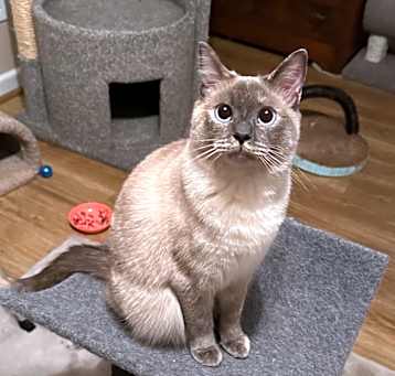 Photo of Royal