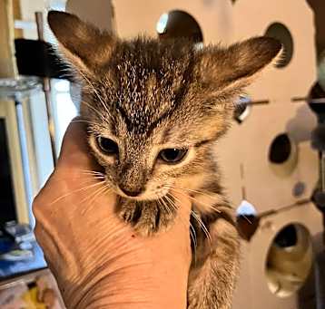 Photo of Cheddar Bug