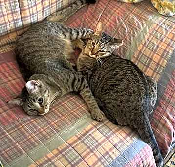 Photo of Wrench and Drillbit