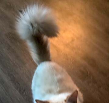 Photo of Shadow