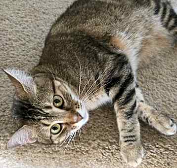 Photo of Athena