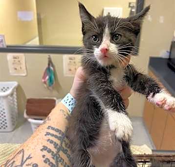 Photo of *OREO
