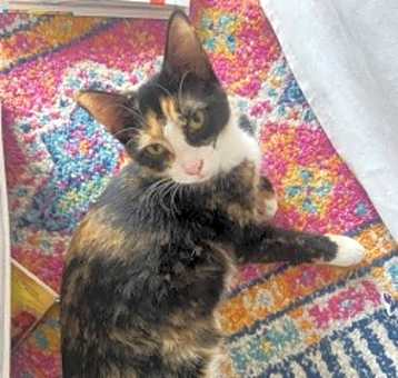 Photo of Athena