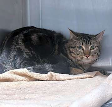 Photo of Tiger