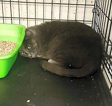 Photo of Ophelia