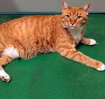 Photo of Mr. Kitty