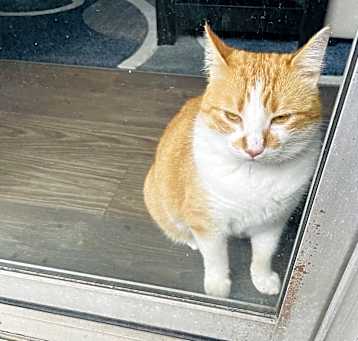 Photo of Goldie