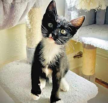 Photo of Dot