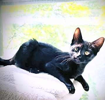 Photo of Pip