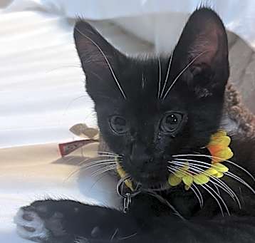 Photo of Cat's Meow