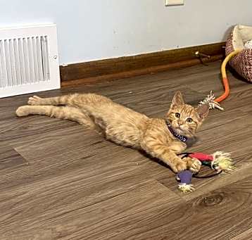 Photo of Rogue