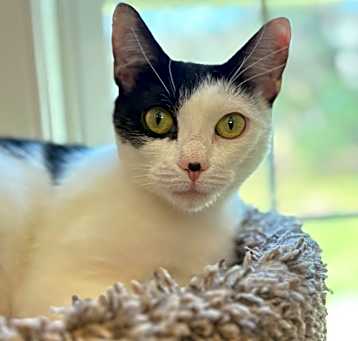 Photo of Zinnia