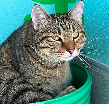 Photo of Loki (bonded with Stella)