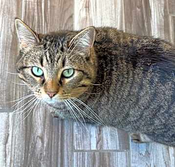 Photo of Stella (bonded with Loki)