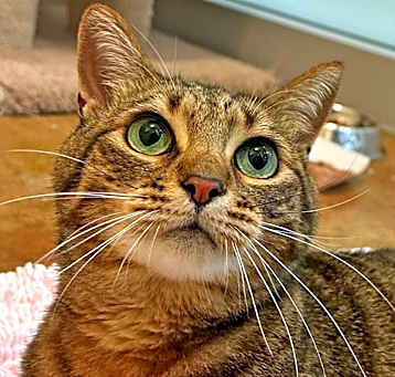 Photo of Cookie