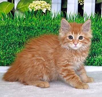 Photo of MANGO