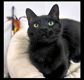 Photo of Emerald (Emi)