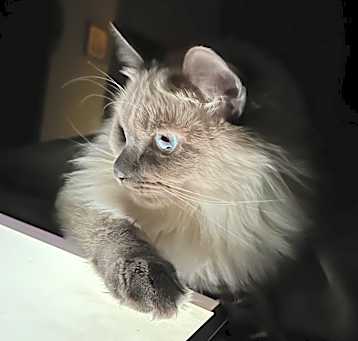 Photo of Yuki