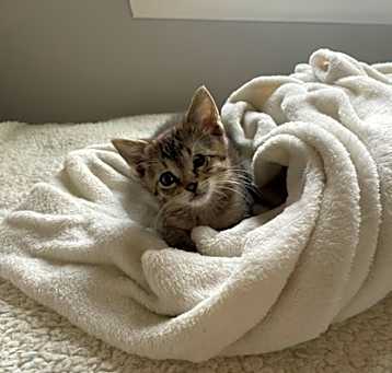 Photo of Tiny Tim