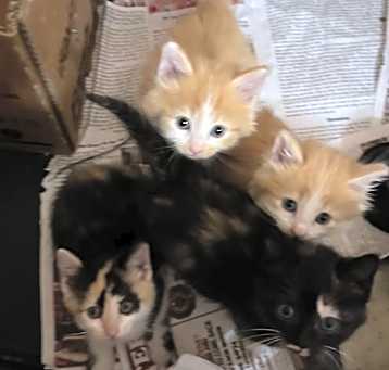 Photo of 3 Kittens 1 male 2 female seperate kittens