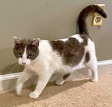 Photo of Cotton