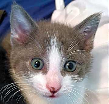 Photo of Cotton Ball