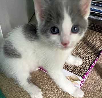 Photo of Cotton Tail