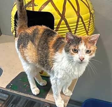 Photo of Callie
