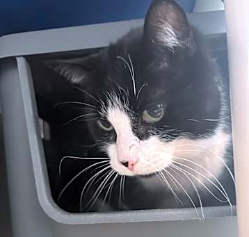 Photo of Loki