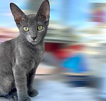 Photo of Cobalt