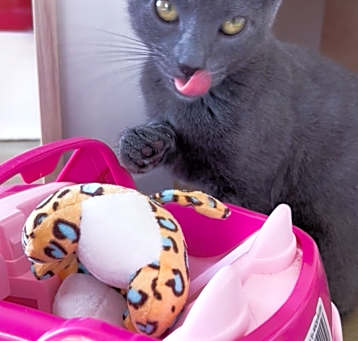 Photo of Velvet
