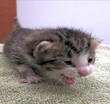 Photo of FLUFFY