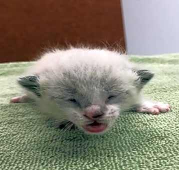 Photo of MILKY