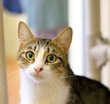 Photo of Lucky