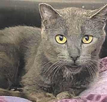 Photo of Barn Cat Mojo Jojo