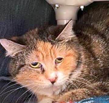 Photo of Barn Cat Blossom