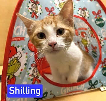 Photo of Shilling