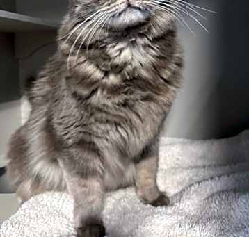 Photo of Shadow