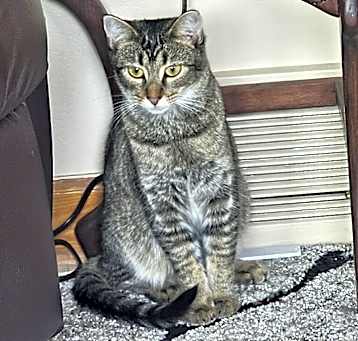 Photo of Primrose