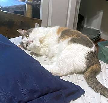 Photo of Lily