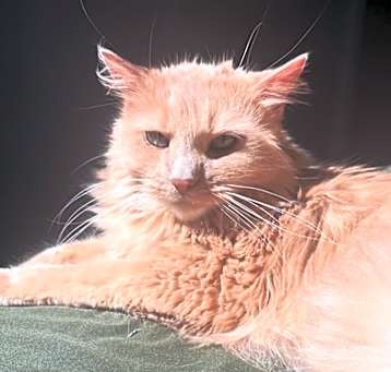 Photo of Rosie