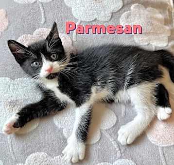 Photo of Parmesan #la-dolce-vita